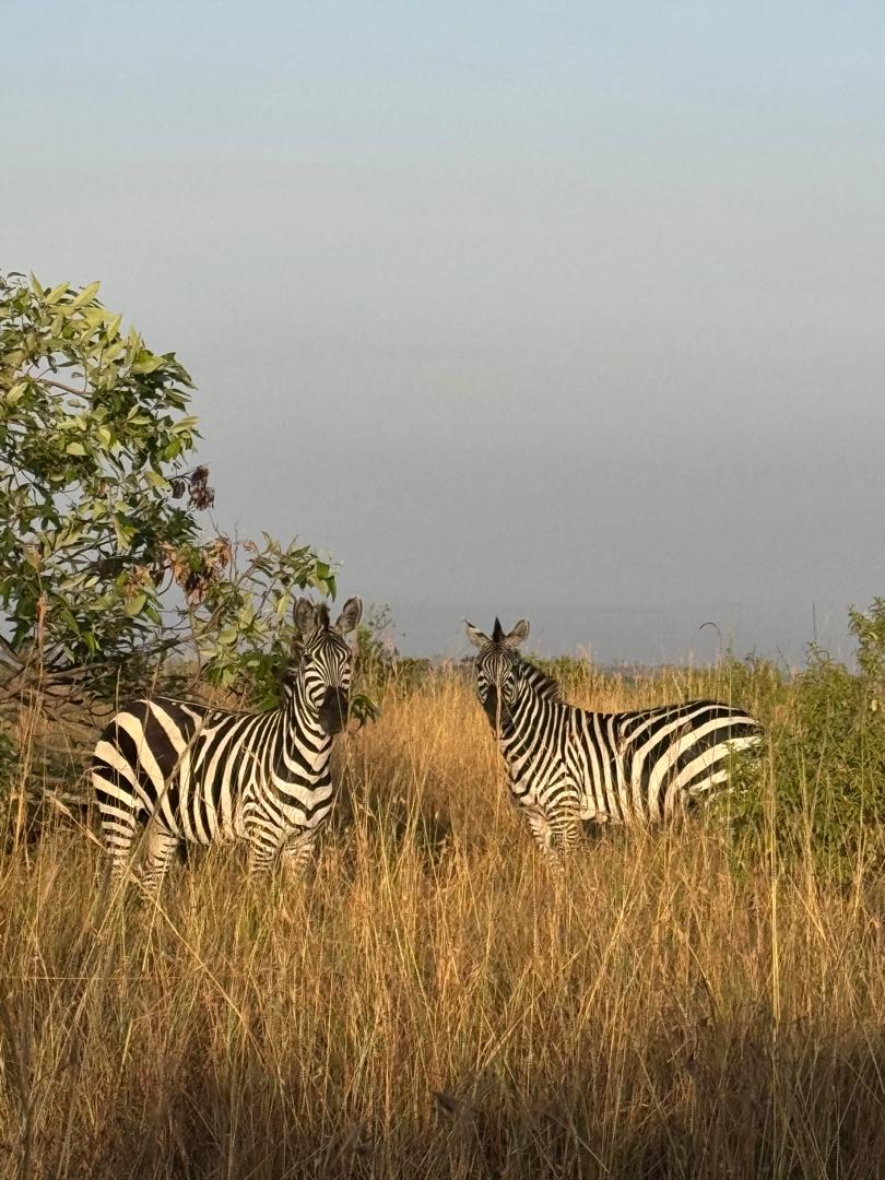 Zebra in Serengeti